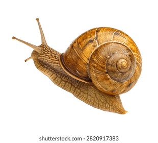 Olive Shell Snail Single Olive Shell Snail Crawli Isolated On White Background