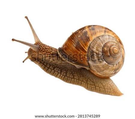 Olive Shell Snail Single Olive Shell Snail Crawli Isolated On White Background