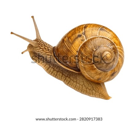 Olive Shell Snail Single Olive Shell Snail Crawli Isolated On White Background