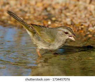 Olive Sparrow in a shallow pool of water in South Texas