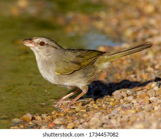Olive Sparrow at water's edge in South Texas