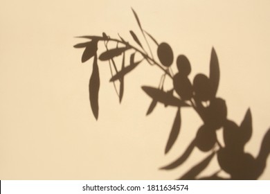 Olive Sprig With Contrasting Shadows On White Background