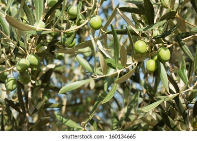 olive tree - Shutterstock ID 160134665