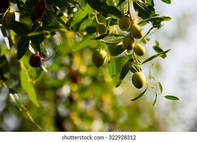 olive tree - Shutterstock ID 322928312