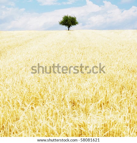 Similar – Image, Stock Photo cornfield Environment