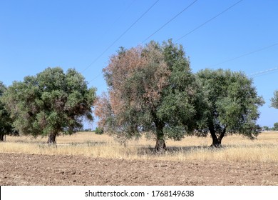 Olive tree affected by the bacterium xylella fastidiosa in Puglia