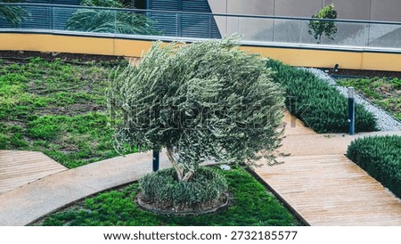 Olive Tree Bending in Strong Wind in a Landscaped Garden