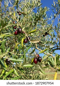 Olive Tree Branch. Faro, Portugal.