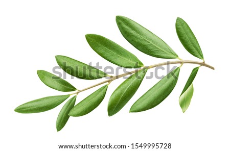 Olive tree branch with green leaves isolated on white background with clipping path