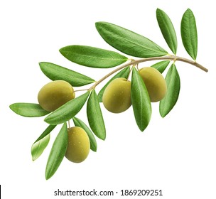 Olive tree branch, green olives with leaves isolated on white background with clipping path