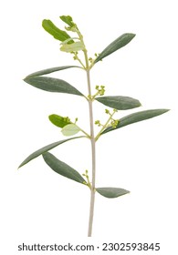 Olive tree branch isolated on white background, Olea europaea - Shutterstock ID 2302593845