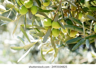 Olive tree branch with lots of green ripe fruits on it with green leaves.Harvesting cultivation farming healthy food - Powered by Shutterstock