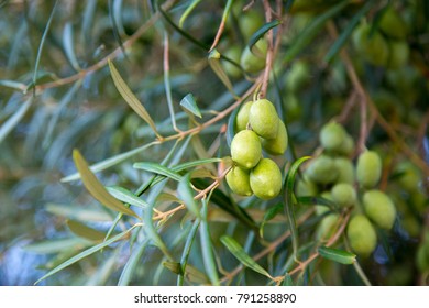 Olive tree branch. Olea europaea - Shutterstock ID 791258890