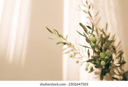 olive tree branch on beige background. soft shadows on the background. floral minimal composition. - Powered by Shutterstock