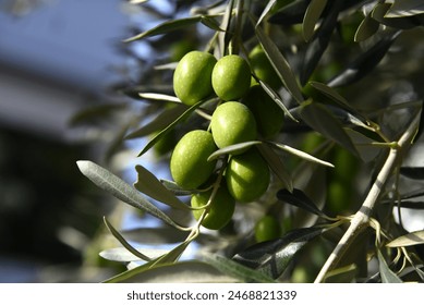 Olive tree branch, young green olives arranged in a row close-up on blurred foliage and blue sky background. Sunlit fruits and green leaves on a branch. Fresh harvest in a Greek garden. Healthy food.
 - Powered by Shutterstock