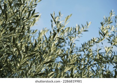 Olive tree branches with beautiful natural light and blue sky in the background. Olive leaves blooming. Space for text, oil extraction process.

