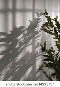 Olive tree branches casting long sharp dark shadows against a clean minimalist white wall surface with bright natural sunlight streaming through a window creating a beautiful and peaceful aesthetic composition