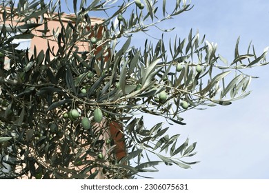 Olive tree branches with green fruits and leaves, in the garden. - Shutterstock ID 2306075631