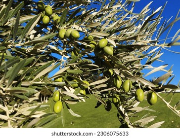 Olive tree branches with green fruits and leaves, in the garden. - Shutterstock ID 2306075633
