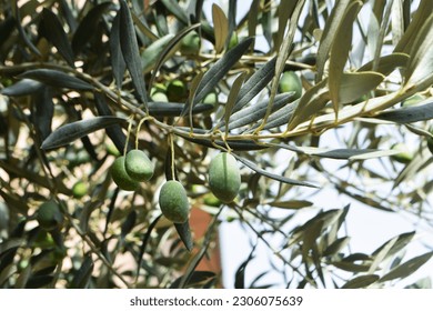 Olive tree branches with green fruits and leaves, in the garden. - Shutterstock ID 2306075639