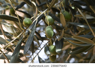 Olive tree branches with green fruits and leaves, in the garden. - Shutterstock ID 2306075643