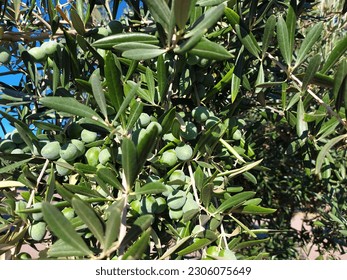 Olive tree branches with green fruits and leaves, in the garden. - Shutterstock ID 2306075649