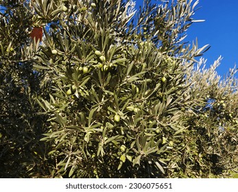 Olive tree branches with green fruits and leaves, in the garden. - Shutterstock ID 2306075651