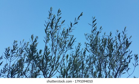 Olive tree branches and leaves reaching for the sky. Green and blue nature background.