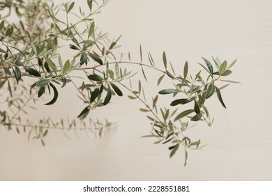 Olive tree branches on neutral pastel beige wall - Powered by Shutterstock