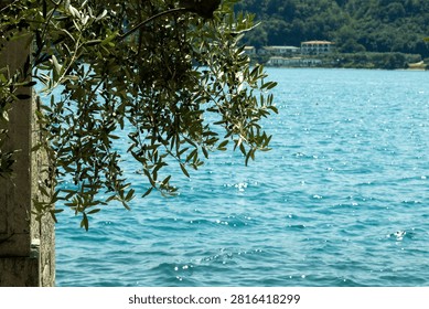 Olive tree branches overlooking the sparkling waters of Lake Garda in Salò, Italy.