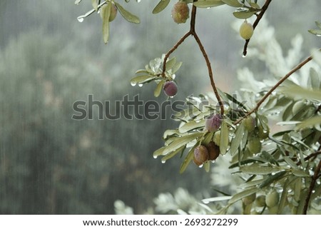 Olive tree branches with rain drops on them