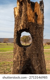 An olive tree burned in the Çeşme fire. Another tree is visible through a hole in the middle of the tree. İzmir, Turkey