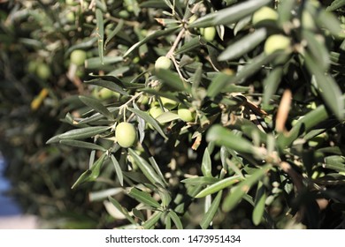 Olive tree closeup on olives