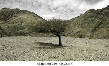 Olive tree in the desert