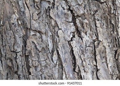 4 181 Olive bark texture Images Stock Photos Vectors Shutterstock 4 181 Olive bark texture Images Stock Photos Vectors Shutterstock