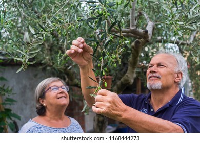 olive tree. elderly senior couple in countryside like home farm work together, with plants cutting and repair them. family concept of life forever together with love and affection - Powered by Shutterstock