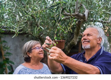 olive tree. elderly senior couple in countryside like home farm work together, with plants cutting and repair them. family concept of life forever together with love and affection - Powered by Shutterstock