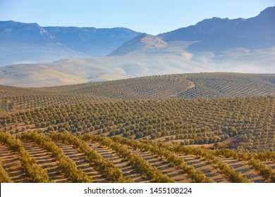 Olive tree fields in Andalusia. Spanish agricultural harvest landscape. Jaen