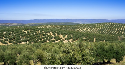 Olive Tree Fields,andalusia,spain