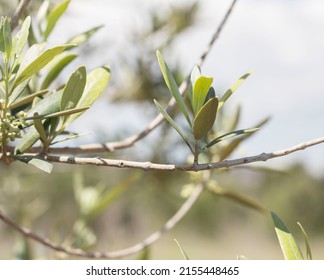 Olive Tree In Flower Fruit Tree In Spring Of Mediterranean Climate.