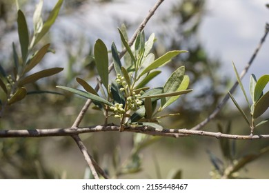 Olive Tree In Flower Fruit Tree In Spring Of Mediterranean Climate.