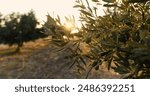 Olive tree with the fruits