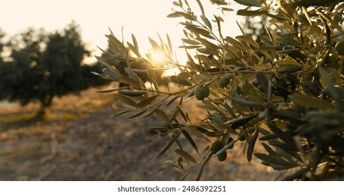 Olive tree with the fruits - Powered by Shutterstock