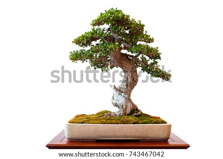 Olive tree with green foliage as bonsai white isolated
