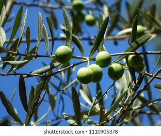 An olive tree and green olives - Shutterstock ID 1110905378
