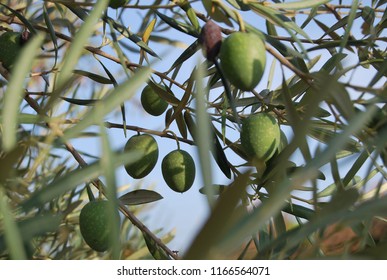 Olive Tree Grove - Shutterstock ID 1166564071