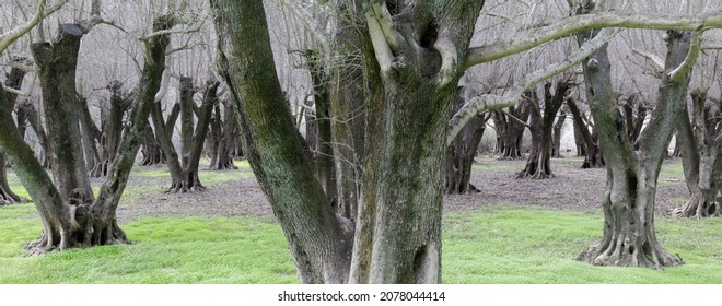 Olive Tree Grove. Los Altos Hills, California, USA.