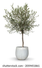 Olive tree house plant in a pot - Shutterstock ID 2059451861