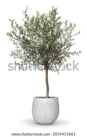 Olive tree house plant in a pot