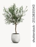 Olive tree, houseplant isolated image